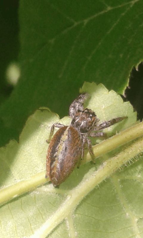 Marpissa pomatia (Salticidae)?